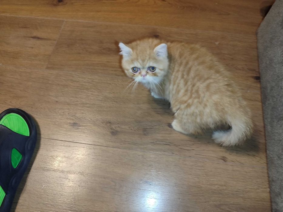 Женска екзотична персийска котка на 7 месеца.