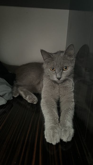 Кошка продается в хорошие руки