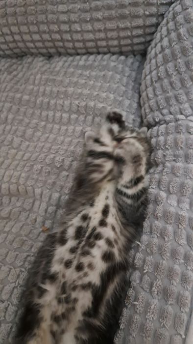 Продам шотландского котенка