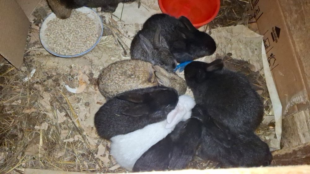 Продаются крольчата

Активные,