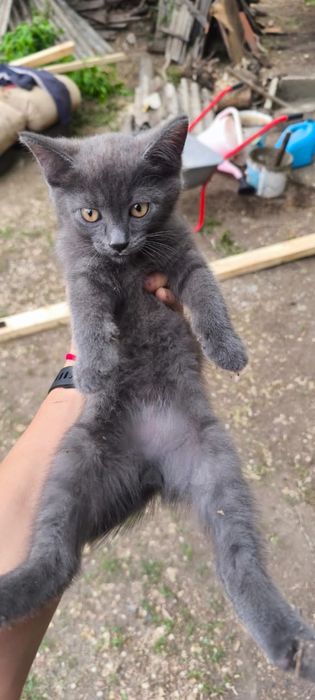 Котенок в добрые руки