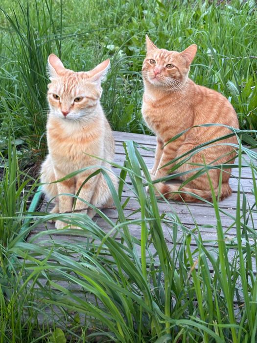 Котята крысоловы