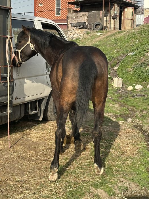 Айгыр жеребец лошадь конь