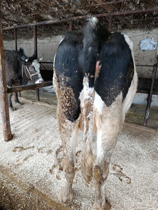 Корова Сиыр КРС.