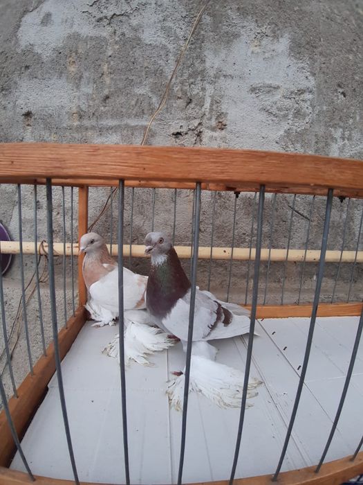 Голуби Голуби го