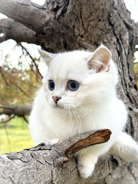 Blue Point Male | Premium