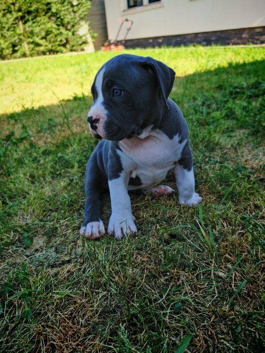 American Bully XL