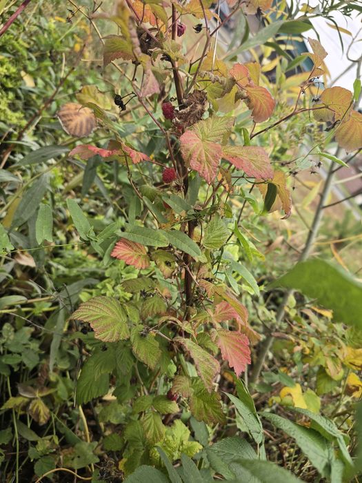 Продам саженцы малины крупной