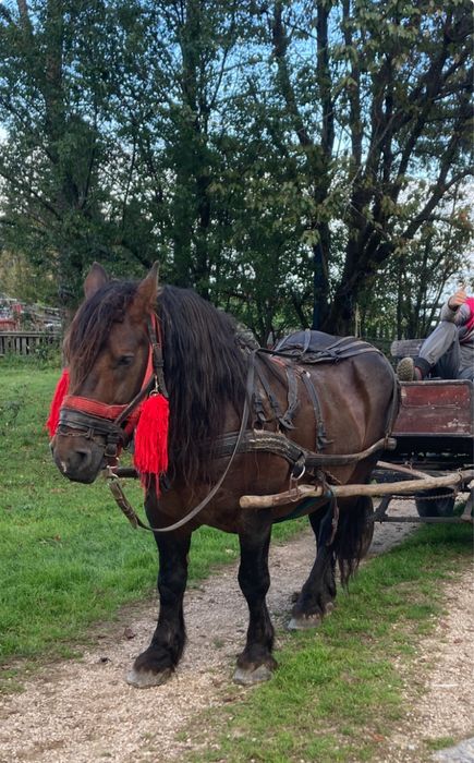 Vând armăsar murg sau schimb cu o iepușoară murgă