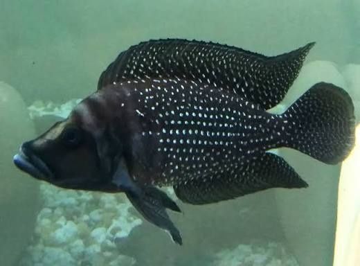 Альтолапрологус кальвус.