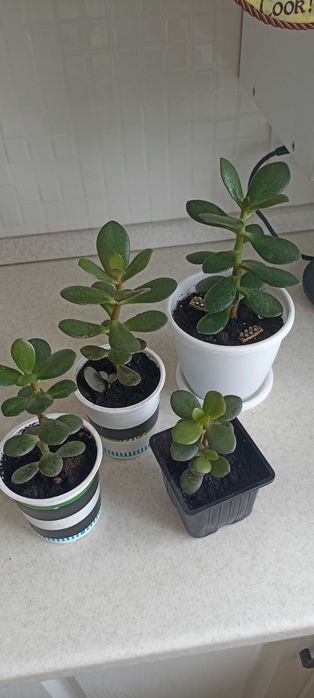 разные цветы от 1000 тенге