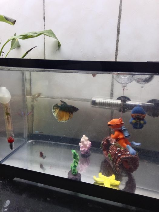 20 литр заводской аквариум