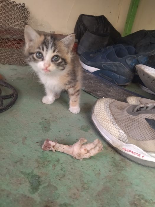Отдам котят в хорошие добрые руки.