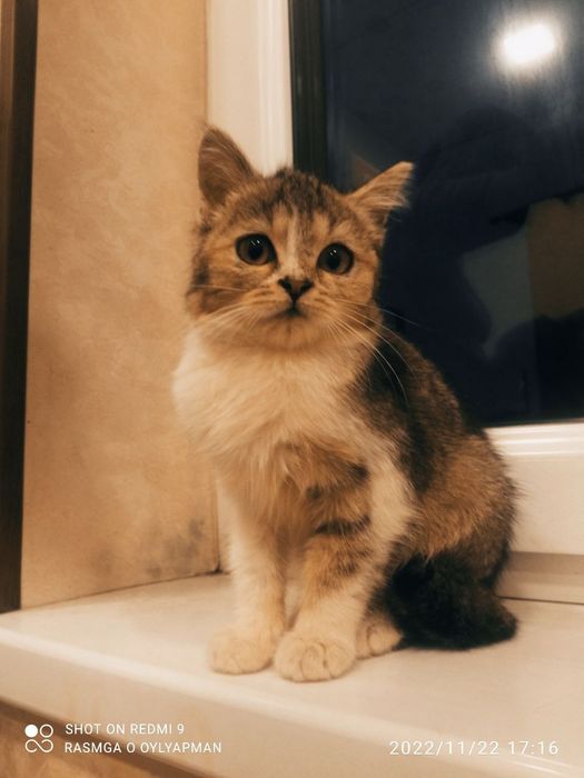 Eng katta porno video arxiv