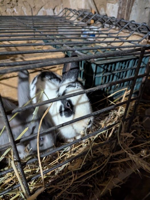 Кролики 3 крольчихи 2 крол 1