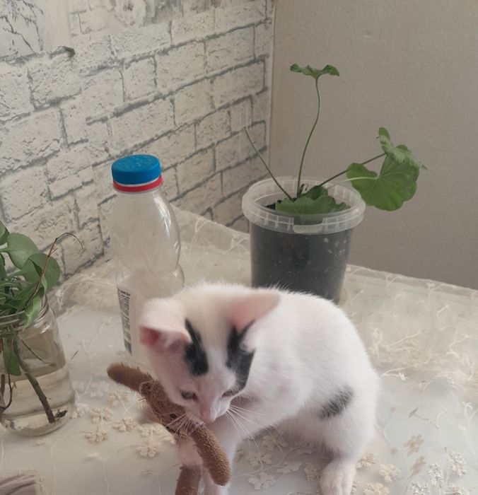 Котенок  даром дам