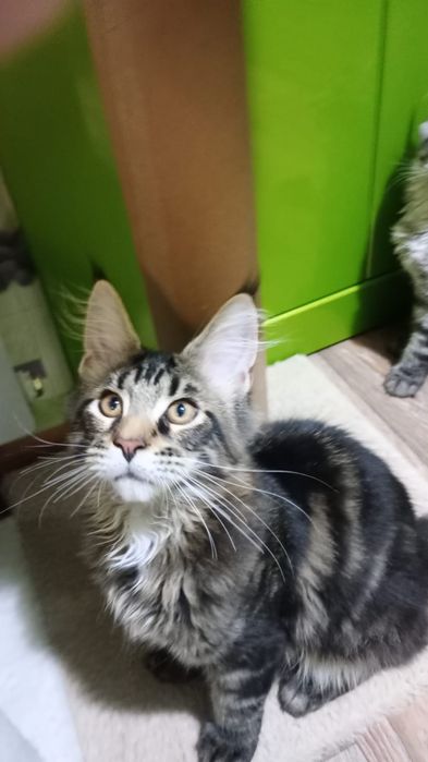 Мейн кун. Котята.