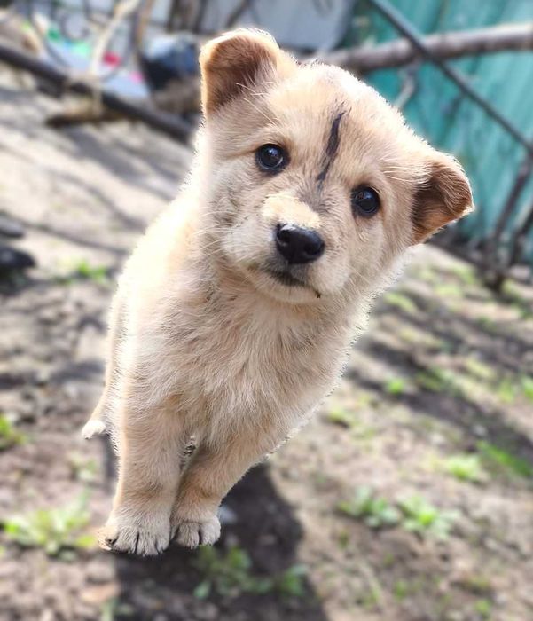 отдам щенков в хорошие руки