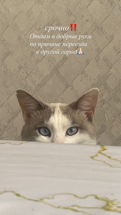 Отдам в добрые руки кошку срочно!!