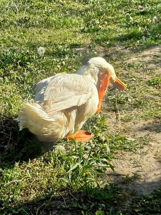 Vând rățoi Pekin