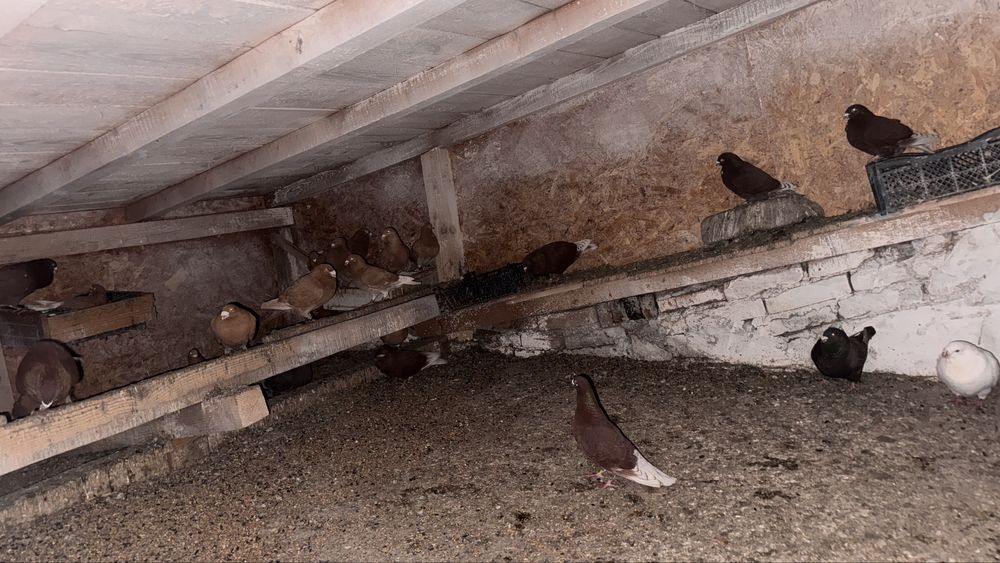 Porumbei voiajori de vanzare