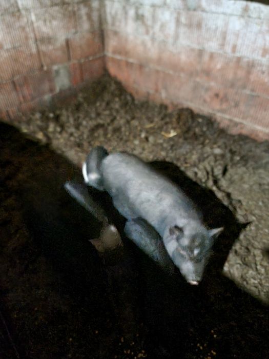 Vând capre gestante