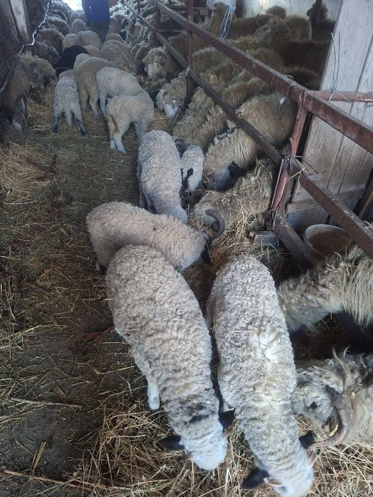 Miei pentru Paste, oi de taiat