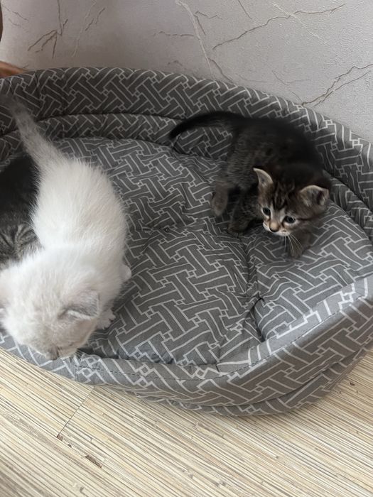 Продам котят срочно