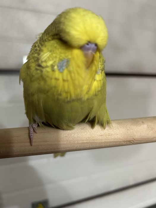 Papagali perusi standard pui si maturi