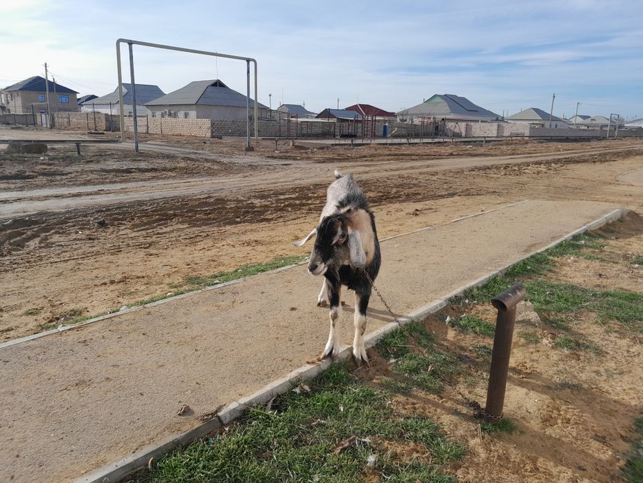 НубиТеке 2 жасар 70000т