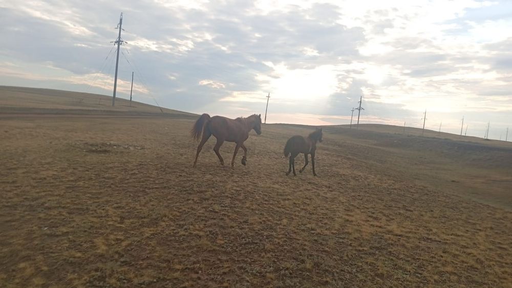 Продам Кабылу с жеребенком