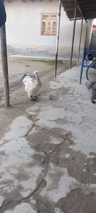 Хурозлар ва Брама товуқлар сотиладилади