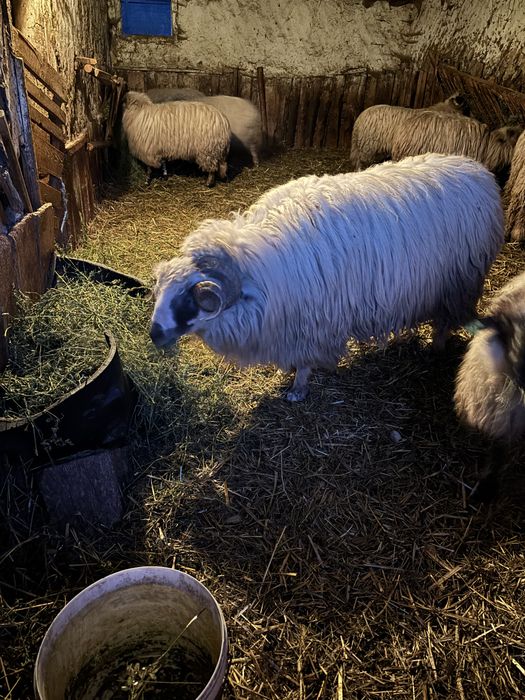 Berbec breaz de talie mare 100kg +++