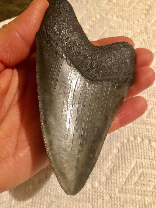 Dinte de Megalodon !!