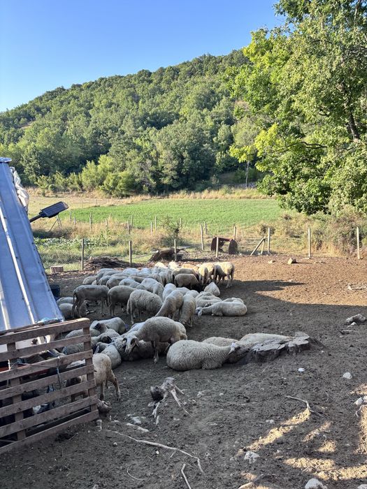 Продавам агнета до 40 килограма