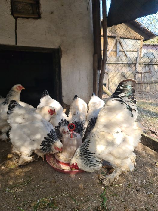 Ouă Brahma  diverse culori