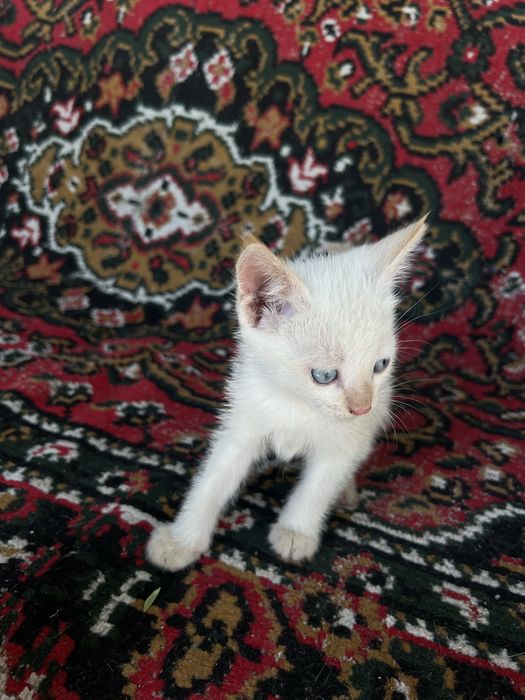 Отдам котят в добрые руки