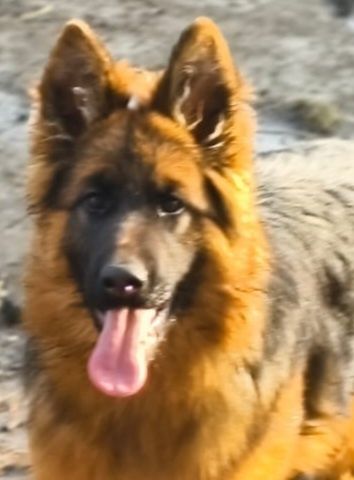 Щенок немецкой овчарки ( длинношерстной).