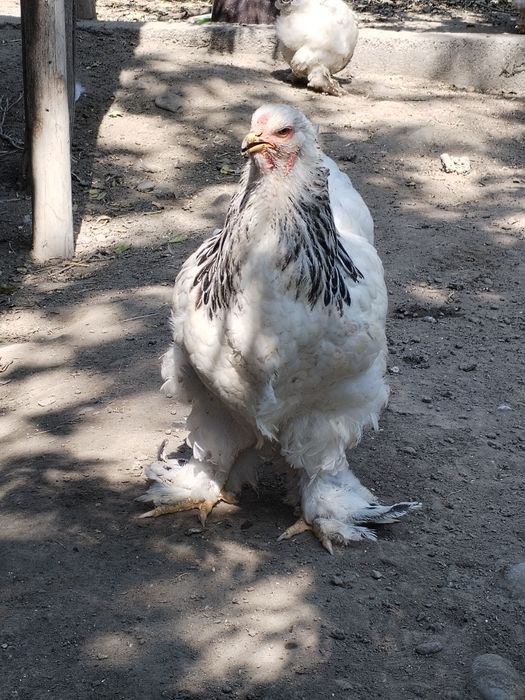 Garantiyasi bor kasaligi yo'q