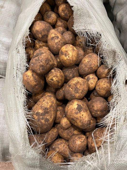 Продам картофель оптом