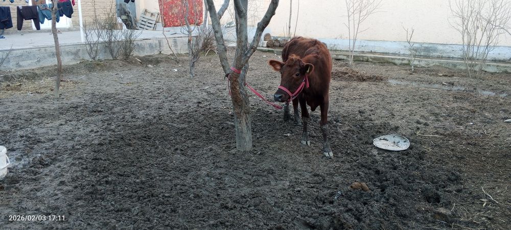 Ona bola sigir sotiladi