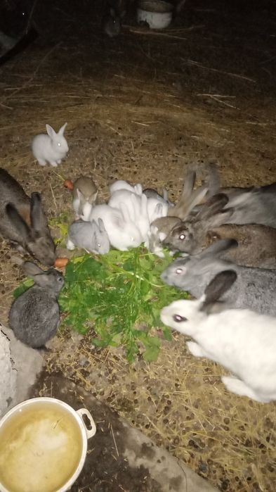 Продаю кроликов разных
