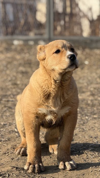 Продам среднеазитскую овчкарку