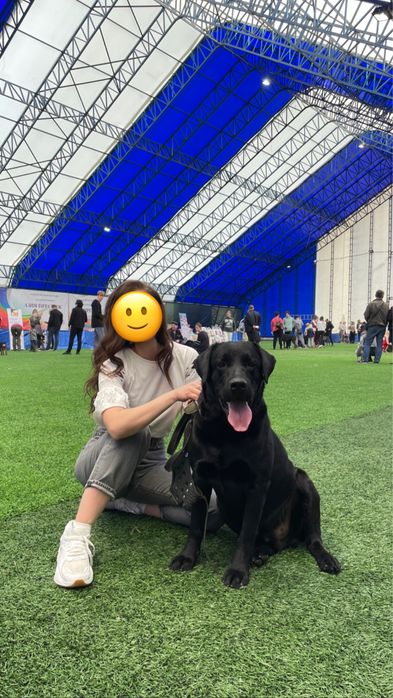 Вязка лабрадор ретривер