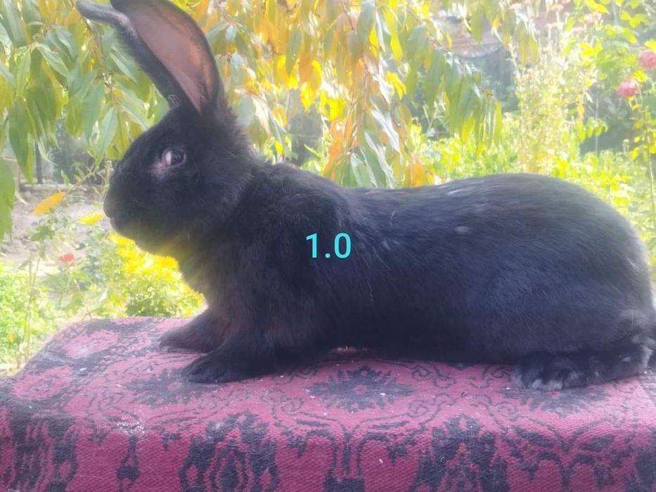 Зайци сини и черни немски гиганти,както и кочовати зайци.