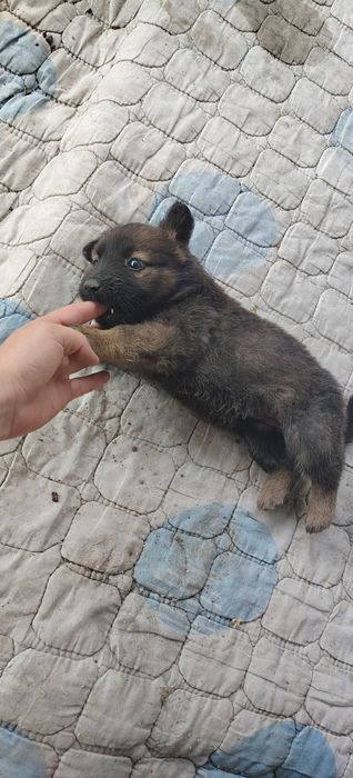 Отдам щенков в хорошие руки