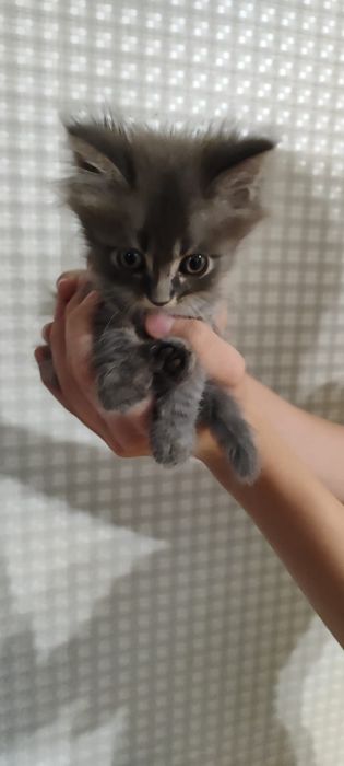 котята бесплатно