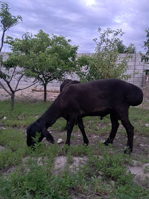 Qurbonlikka qo'chqorlar