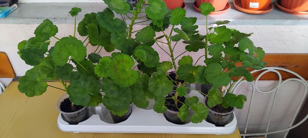 Мушкато, сакъз, сансевиера, дърво на живота, божи венец, дебела мара,