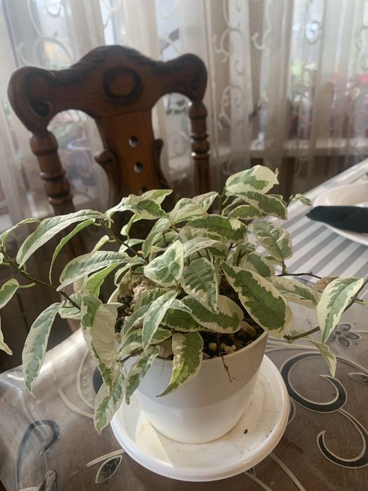 Продам комнатные цветы